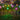 Solar Christmas Ornament Light: Multicolour | 5 Variety figurines