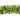 Tinsel garland: 2m(L) x 15cm(W) | Lime