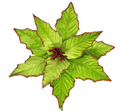 Poinsettia : 28cm | Lemmetjie met rooi glitter 