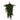 Hanging Cedar Greenery: 70cm | Green Long stems