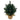 Chrsitmas Tree: Kampala Little Pine 30cm